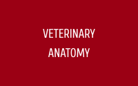 Veterinary Anatomy