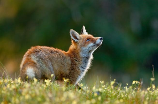 Collegamento a Developing a future for the wildlife - SFS (5th Edition)