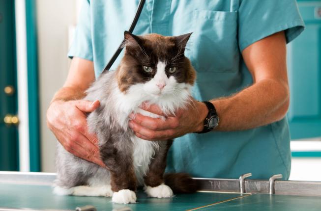 Collegamento a Veterinary oncology - ONCOVET (2nd Edition)